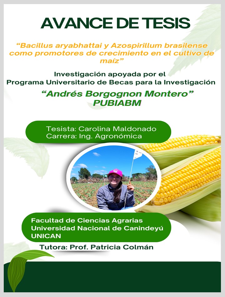 Efecto de Bacillus aryabhattai y Azospirillum brasilense como promotores de crecimiento en maíz
