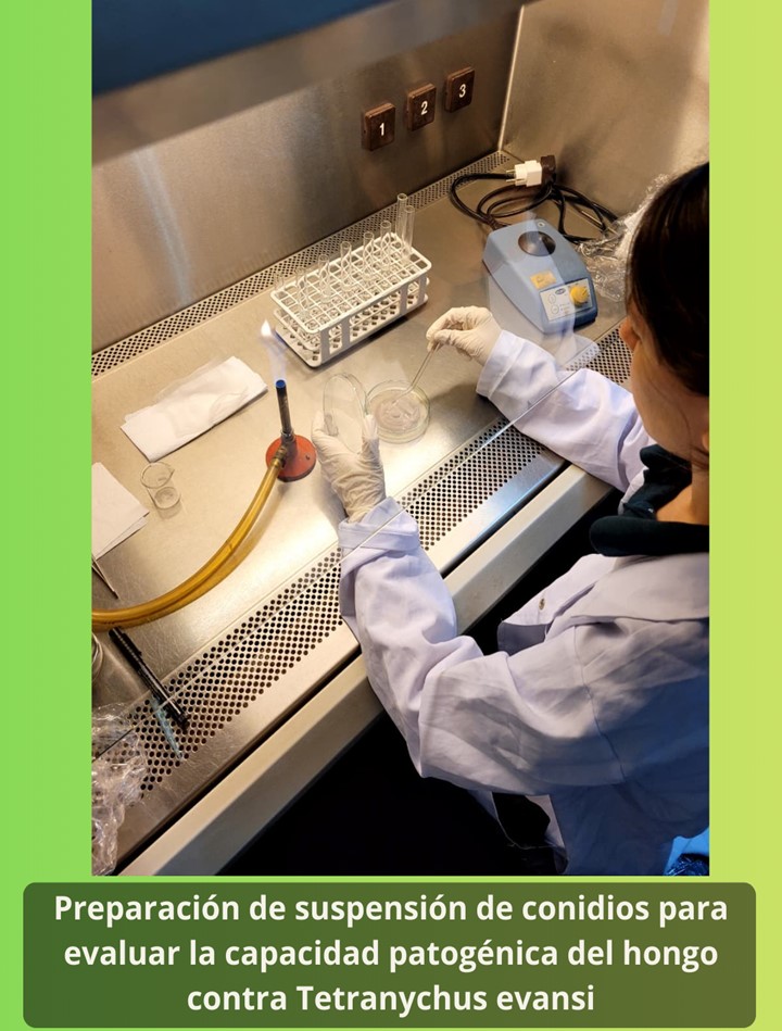  Investigación en marcha | PUBIABM