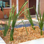 Transplantación de los plantones de TyphaDomingensis al humedal construido)