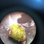 Observación de segmentos nodales 5 días después de la siembra