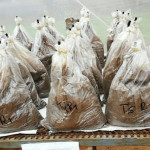 Incubación de las muestras de suelo que posee las distintas dosis de azufre elemental que fue aplicado