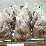 Incubación de las muestras de suelo que posee las distintas dosis de azufre elemental que fue aplicado