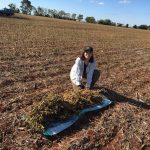 Cosecha de plantas y toma de muestras, Troncal 4, Dpto. de Canindeyú.
Becaria: Camelia Vargas de Mestral