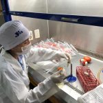 Inoculación in vivo de Rhizopusspp. en las muestras (tomates) para posterior aplicación de la luz UV