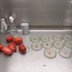 Preparación de las muestras para el aislamiento de microorganismos en medio de cultivo PDA (agar papa dextrosa)