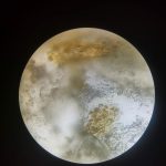Observación microscópica de las hojas de canela, para identificación de partículas de aceite esencial
