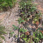Fumigación de lapacho negro en vivero