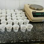 Pesaje de las muestras de suelos para las posteriores lecturas de pH y conductividad eléctrica