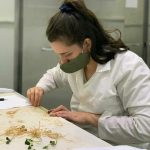 Ejecución de variable: Medición de longitud de plántulas de soja