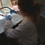 Se muestra el momento de introducción del miniblotter al horno para incubación de la membrana sensibilizada con sondas específicas para tipos de Virus del Papiloma Humano (VPH)