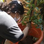 Transplante de los plantines de la especie ???????????????????????????????????????? ????????????????????????????, dando un tiempo prudencial para su adaptación.