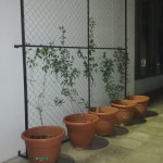 Colocación de las planteras con las enredaderas.