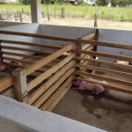 Compra y recepción de animales.
