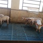 Compra y recepción de animales.