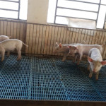 Compra y recepción de animales.
