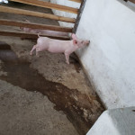 Suministro de agua.