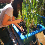 Etapa de readaptación de los humedales artificiales en el predio de la FCA/UNA.
Beneficiaria: Celeste Céspedes Gamarra.
Carrera: Ing. Ambiental.
Facultad de Ciencias Agrarias de la Universidad Nacional de Asunción.