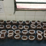 Secado de muestras de suelo al aire para posterior determinación de niveles de P y K.