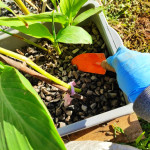 Cargado de piedras de diferente granulometría en el humedal correspondiente a la especie de Canna Indica.