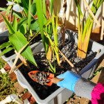 Establecimientos del humedal correspondiente a la especie Typha domingensis.