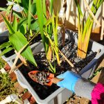 Establecimientos del humedal correspondiente a la especie Typha domingensis.