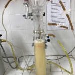 Reactor air-lift con medio de cultivo inoculado.