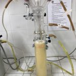 Reactor air-lift con medio de cultivo inoculado.