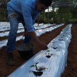 Aplicación de fertilizante químico 40-200-160 kg/ha N, P2O5, K2O, en forma básica. Se aplicó según la dosificación de cada tratamiento.