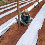 Instalación de cobertura plástica (mulching).
