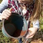 Extracción de muestras de suelo post cosecha del cultivo de sésamo a una profundidad de 10 cm.