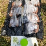 Pesaje de cada muestra de suelo (unidad experimental) con 500 g.