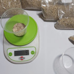Medición de la variable: Peso de 1000 semillas, por cada unidad experimental.