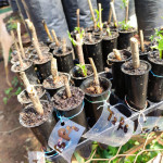 Primeros brotes obtenidos