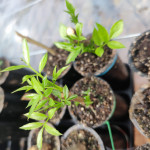 Primeras hojas de estacas tratadas con enraizador piri’i (Cyperus esculentus)