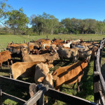 Población de vacas híbridas a muestrear