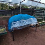 Mesa enraizadora protegida con malla media sombra.