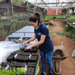 Instalación de las estacas en cada tubete según tratamiento