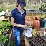 Preparación de enraizadores