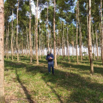 Registro de datos obtenidos desde las mediciones de árboles constituyentes del sistema.