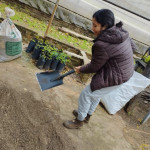 Mezcla de sustrato para su posterior cargado en las canaletas. La mezcla se realizó en combinaciones porcentuales con la ayuda de una carretilla (50%), dejando 50 % de cascarilla de arroz con 50% de arena lavada y 50% de cascarilla de coco