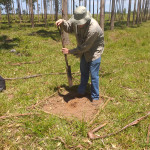 Preparación de pequeña calicata para la extracción de muestras del suelo en la parcela de estudio.