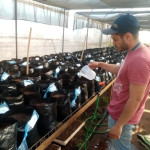 Siembra y aplicación de diferentes concentraciones de solución salina