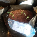 Emergencia de plántulas de Sorgo