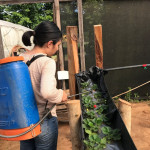 Preparación y aplicación de EM1 (microorganismos eficientes), el cual es un inoculante biológico para las plantas elaborado a base de microorganismos con acción simbiótica, que sirve para promover el crecimiento de las plantas y prevenir la presencia de plagas y enfermedades. En las plantas se puede notar una mejoría en el desarrollo foliar, óptima floración y fructificación del cultivo