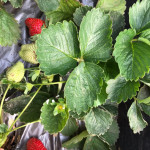 Demostración de la fase productiva de las plantas de frutilla