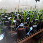 Plantas de Sorgo en crecimiento