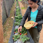 Cosecha de los frutos