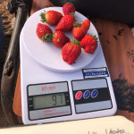 Pesaje y recuento del número de frutos para la evaluación de las variables agronómicas