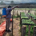 Aplicación de fitosanitario.