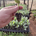 Revisión del sistema radicular para el trasplante.